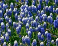 Muscari 'Julia' 18 Muscari 'Julia' -Beauty Flowers Shop muscari julia 3