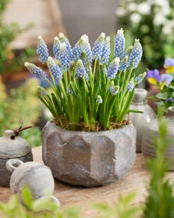 Muscari 'Julia' 19 Muscari 'Julia' -Beauty Flowers Shop muscari julia 4
