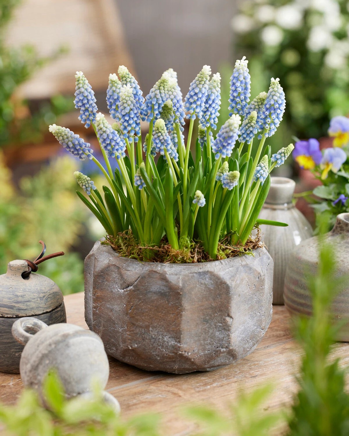 Muscari 'Julia' 10 Muscari 'Julia' - Image 8