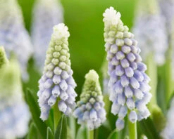 Muscari 'Julia' 20 Muscari 'Julia' -Beauty Flowers Shop muscari julia 5