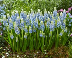 Muscari 'Julia' 16 Muscari 'Julia' -Beauty Flowers Shop muscari julia 6