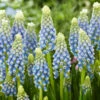 Muscari 'Julia' 1 Muscari 'Julia' -Beauty Flowers Shop muscari julia 7