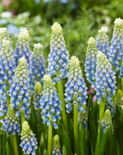 Muscari 'Julia'