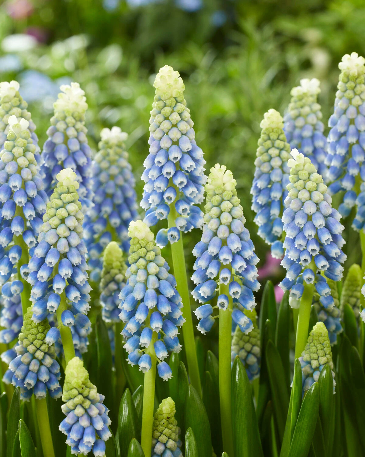 Muscari 'Julia' 3 Muscari 'Julia'