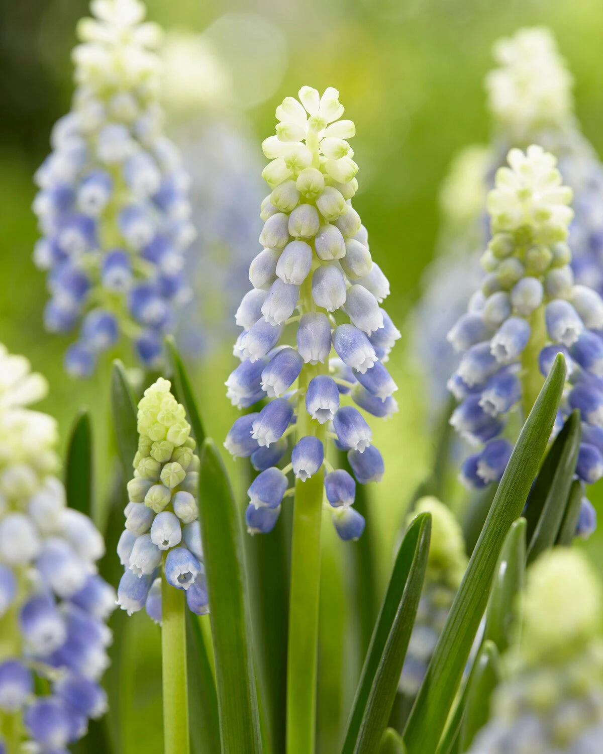 Muscari 'Julia' 4 Muscari 'Julia' - Image 2