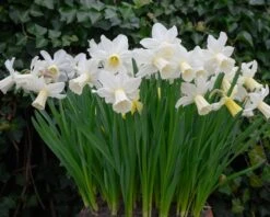 Narcissus 'Lady Madonna' 15 Narcissus 'Lady Madonna' -Beauty Flowers Shop muscari lady madonna 4