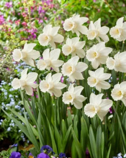 Narcissus 'Lady Madonna' 14 Narcissus 'Lady Madonna' -Beauty Flowers Shop muscari lady madonna 5