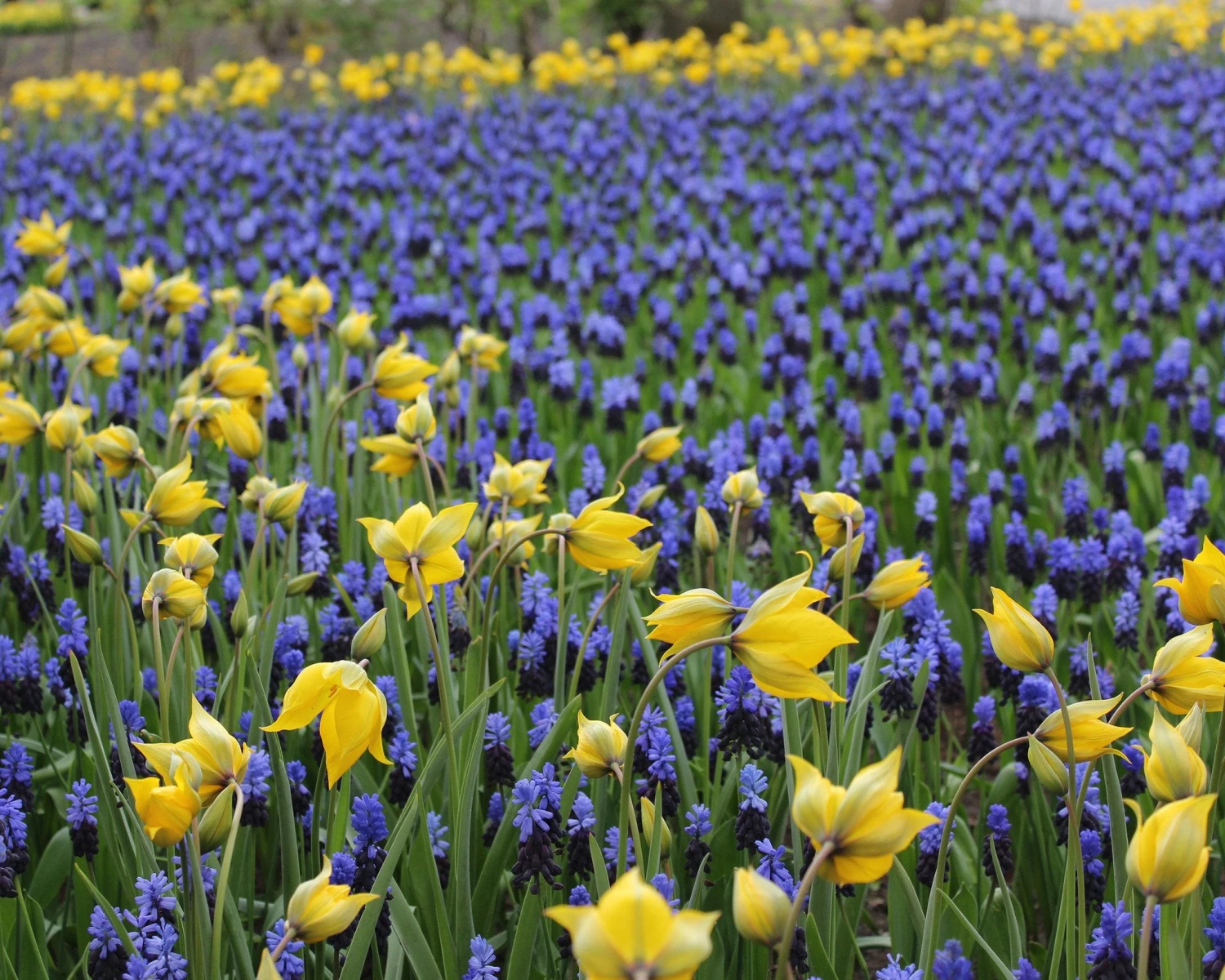 Muscari Latifolium 4 Muscari Latifolium - Image 2
