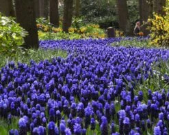 Muscari Latifolium 17 Muscari Latifolium -Beauty Flowers Shop muscari latifolium 15