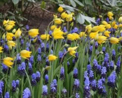 Muscari Latifolium 14 Muscari Latifolium -Beauty Flowers Shop muscari latifolium 2