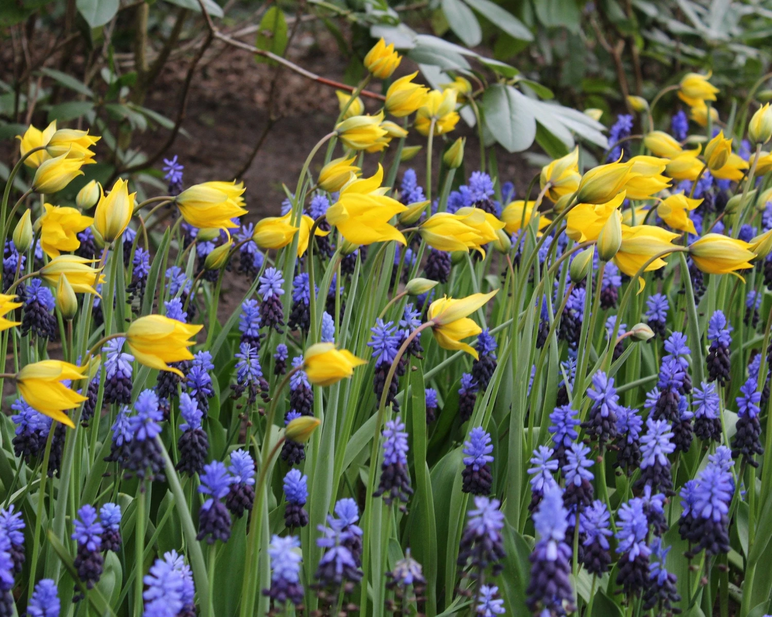 Muscari Latifolium 6 Muscari Latifolium - Image 4