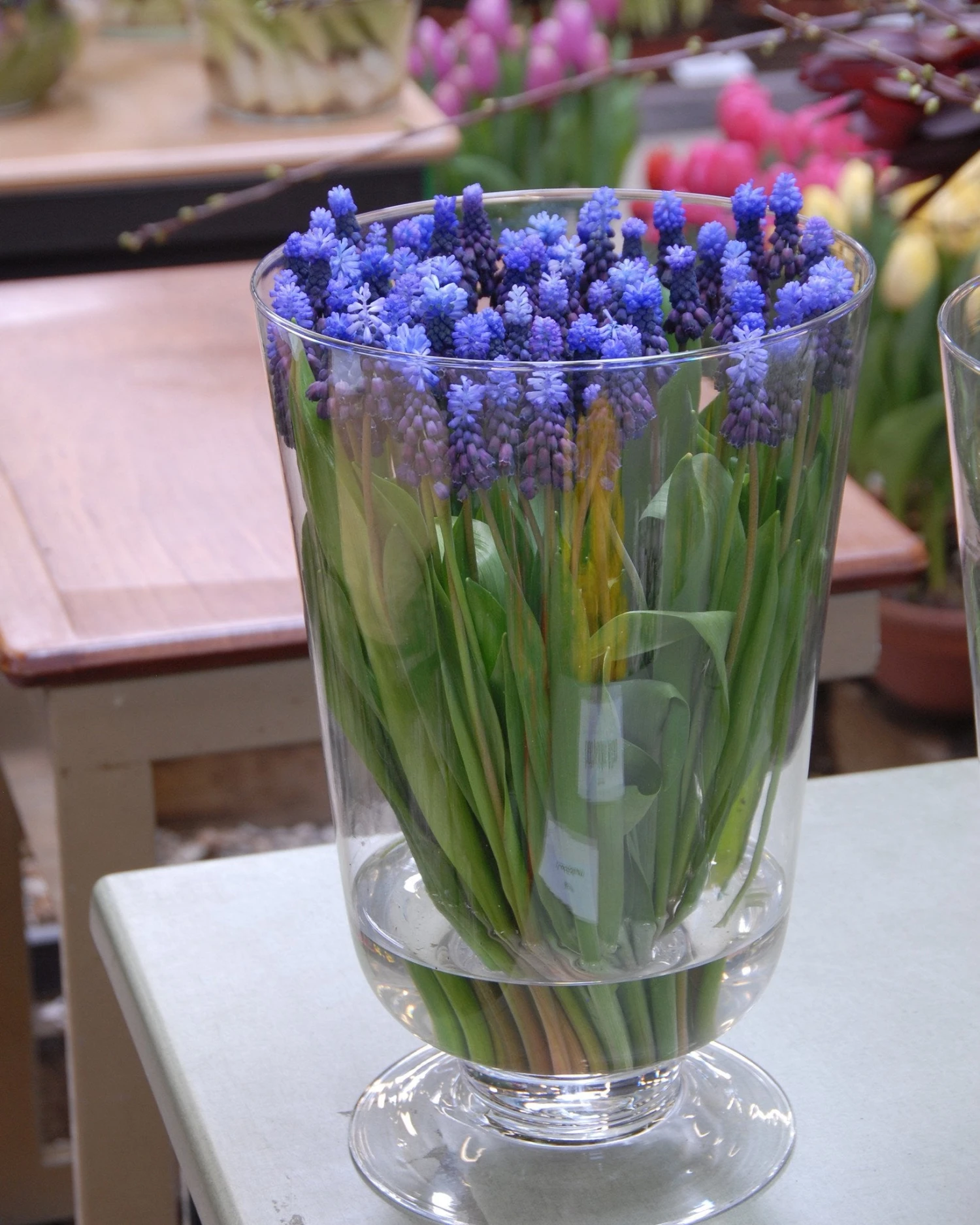 Muscari Latifolium 7 Muscari Latifolium - Image 5