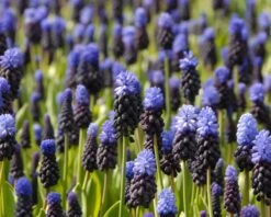 Muscari Latifolium 18 Muscari Latifolium -Beauty Flowers Shop muscari latifolium 5
