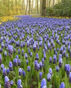 Muscari Latifolium 19 Muscari Latifolium -Beauty Flowers Shop muscari latifolium 6