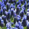 Muscari Latifolium 2 Muscari Latifolium -Beauty Flowers Shop muscari latifolium 7