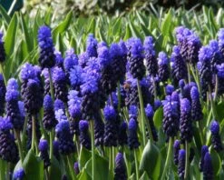Muscari Latifolium 13 Muscari Latifolium -Beauty Flowers Shop muscari latifolium 8