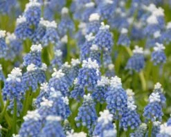 Muscari 'Mount Hood' 10 Muscari 'Mount Hood' -Beauty Flowers Shop muscari mount hood 2