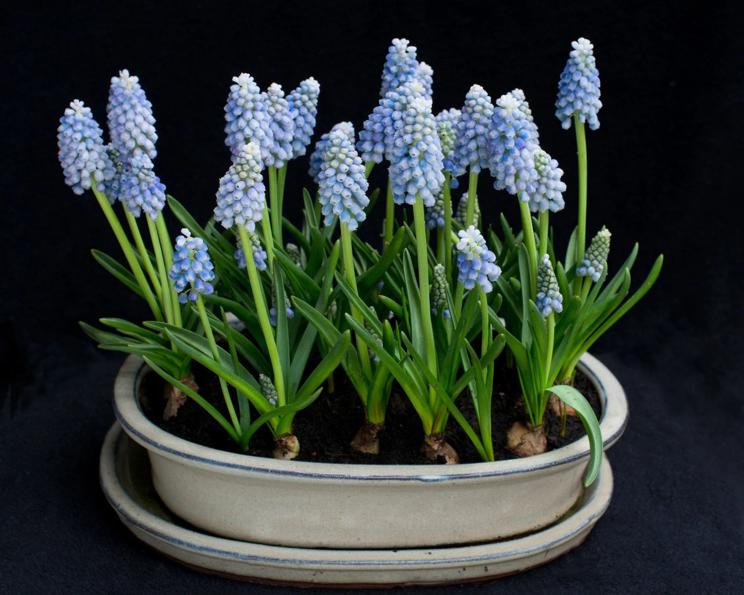 Muscari 'Mount Hood' 6 Muscari 'Mount Hood' - Image 4