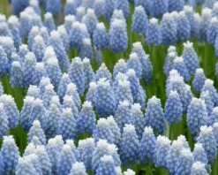Muscari 'Mount Hood' 13 Muscari 'Mount Hood' -Beauty Flowers Shop muscari mount hood 4