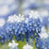 Muscari 'Mount Hood' 2 Muscari 'Mount Hood' -Beauty Flowers Shop muscari mount hood 6