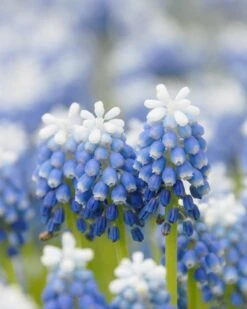 Muscari 'Mount Hood'