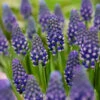 Muscari 'Night Eyes' 1 Muscari 'Night Eyes' -Beauty Flowers Shop muscari night eyes 8