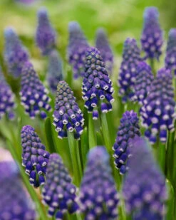 Muscari 'Night Eyes'