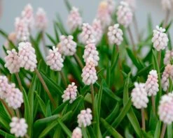 Muscari 'Pink Sunrise' 16 Muscari 'Pink Sunrise' -Beauty Flowers Shop muscari pink sunrise 2