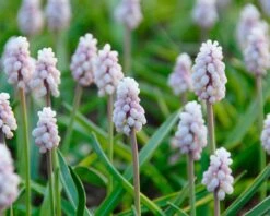 Muscari 'Pink Sunrise' 14 Muscari 'Pink Sunrise' -Beauty Flowers Shop muscari pink sunrise 3