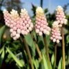 Muscari 'Pink Sunrise' 1 Muscari 'Pink Sunrise' -Beauty Flowers Shop muscari pink sunrise 3 e23d8e54 e751 4985 8fab 46be79859406