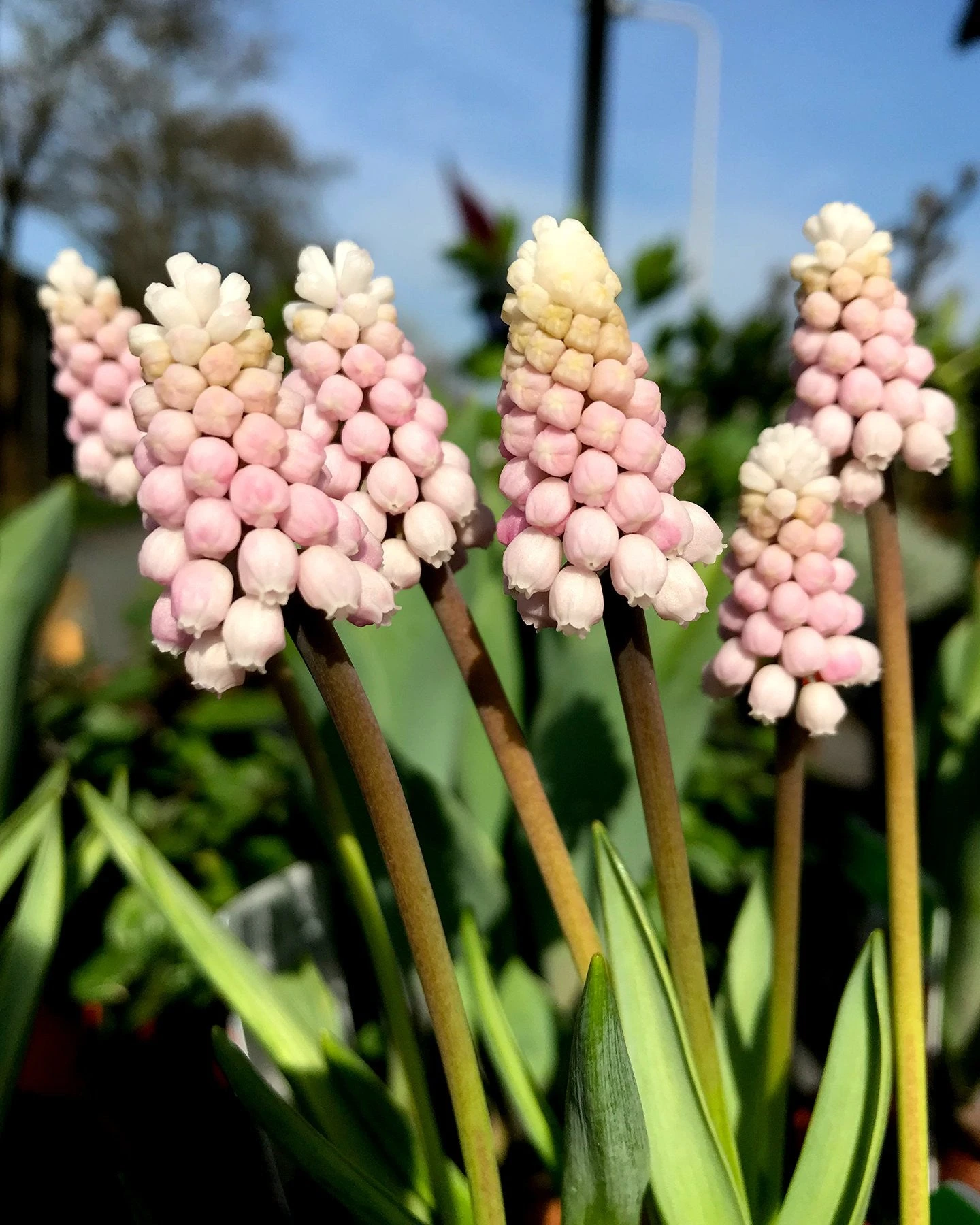 Muscari 'Pink Sunrise' 3 Muscari 'Pink Sunrise'