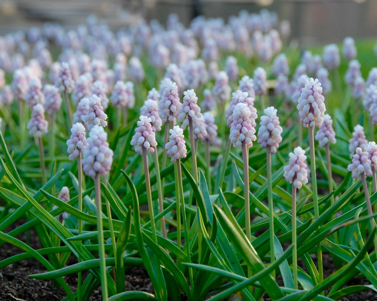 Muscari 'Pink Sunrise' 10 Muscari 'Pink Sunrise' - Image 8