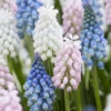 Muscari Collection 'Sommelier' 1 Muscari Collection 'Sommelier' -Beauty Flowers Shop muscari sommelier collection 1