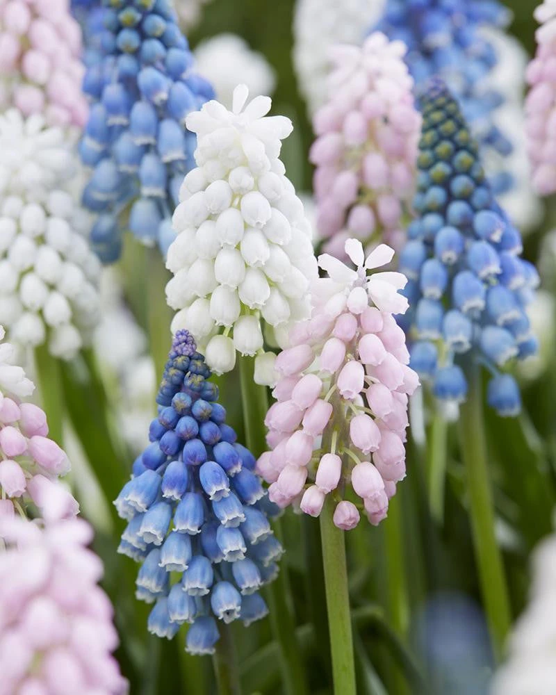 Muscari Collection 'Sommelier' 2 Muscari Collection 'Sommelier'