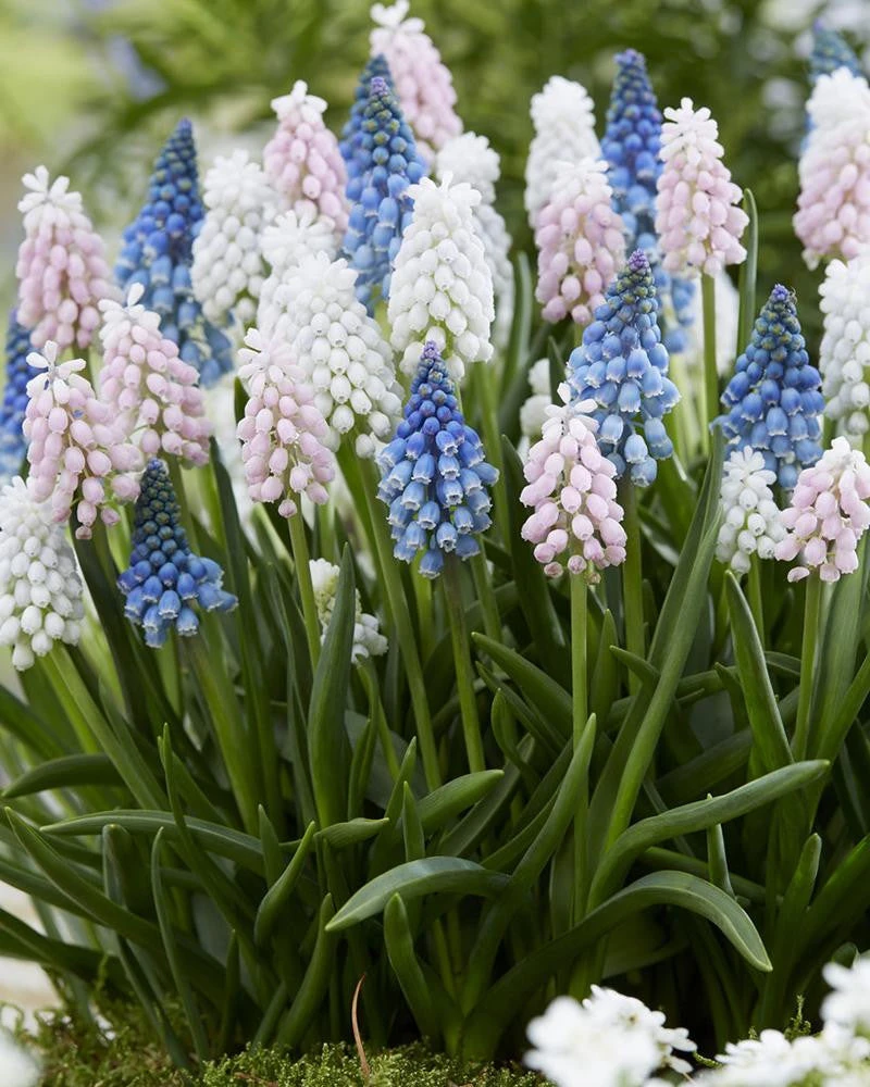 Muscari Collection 'Sommelier' 3 Muscari Collection 'Sommelier' - Image 2