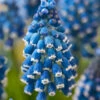 Muscari 'Soulmate' 2 Muscari 'Soulmate' -Beauty Flowers Shop muscari soulmate 1
