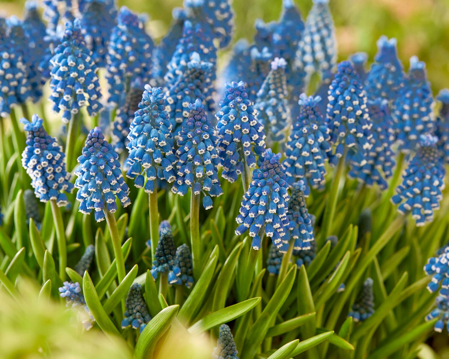 Muscari 'Soulmate' 4 Muscari 'Soulmate' - Image 2