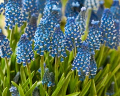 Muscari 'Soulmate' 11 Muscari 'Soulmate' -Beauty Flowers Shop muscari soulmate 3