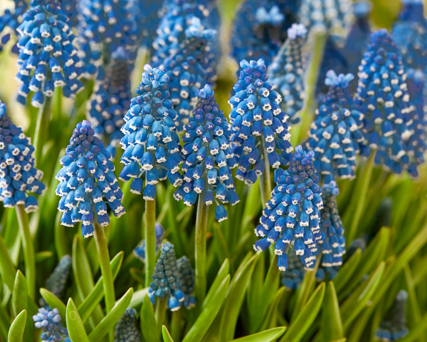 Muscari 'Soulmate' 6 Muscari 'Soulmate' - Image 4