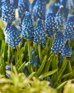 Muscari 'Soulmate' 12 Muscari 'Soulmate' -Beauty Flowers Shop muscari soulmate 4