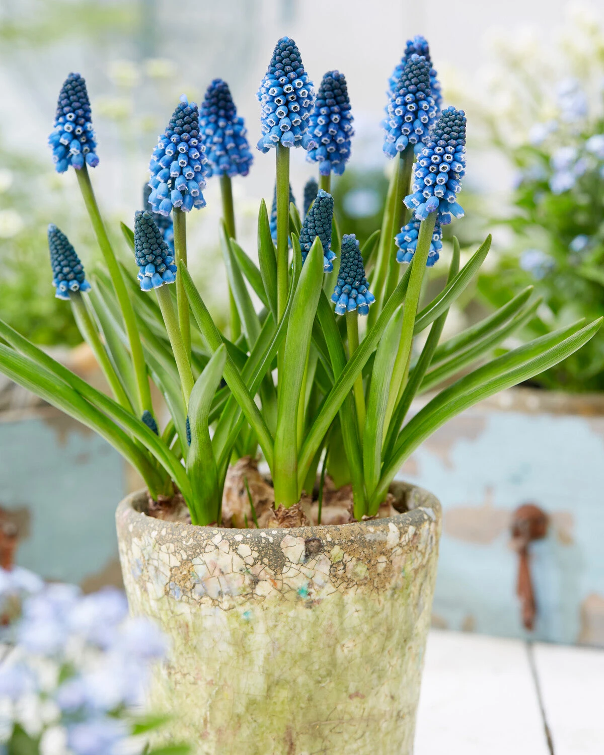 Muscari 'Soulmate' 5 Muscari 'Soulmate' - Image 3