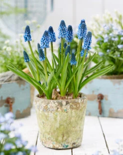 Muscari 'Soulmate' 13 Muscari 'Soulmate' -Beauty Flowers Shop muscari soulmate 6