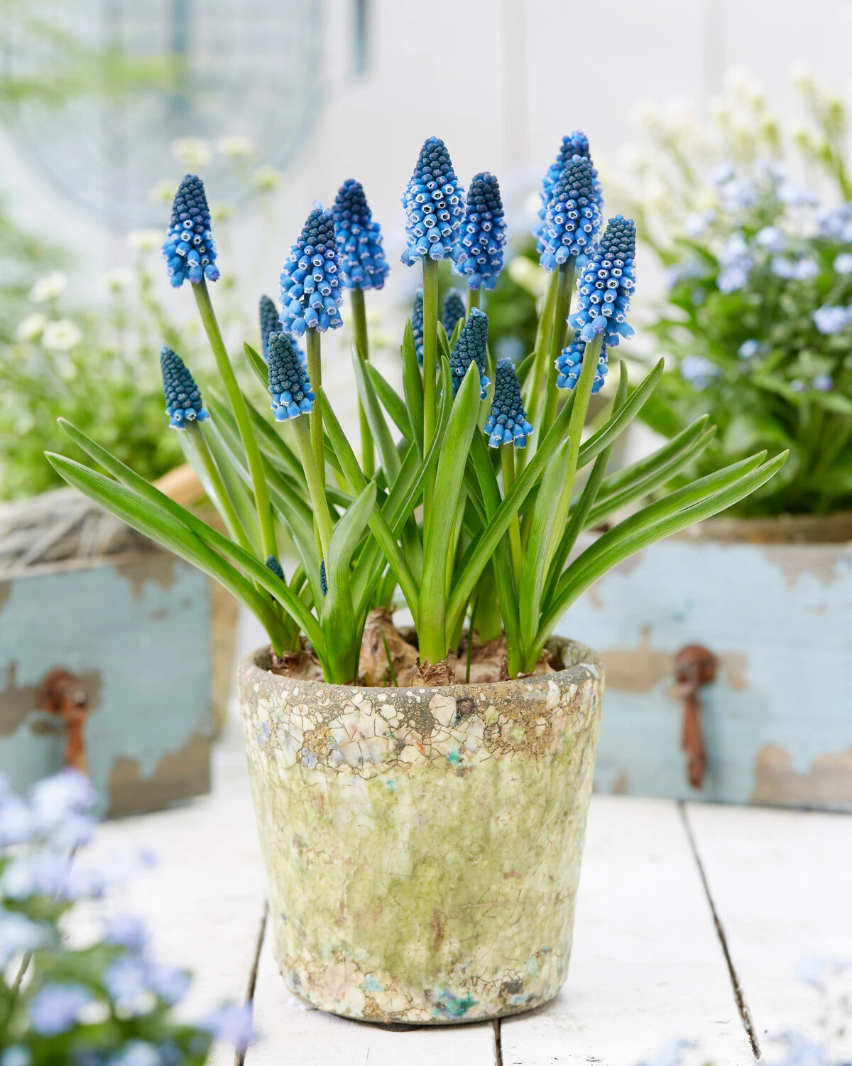 Muscari 'Soulmate' 8 Muscari 'Soulmate' - Image 6