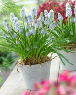 Muscari 'Valerie Finnis' 16 Muscari 'Valerie Finnis' -Beauty Flowers Shop muscari valerie finnis 11