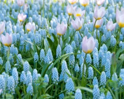 Muscari 'Valerie Finnis' 25 Muscari 'Valerie Finnis' -Beauty Flowers Shop muscari valerie finnis 12