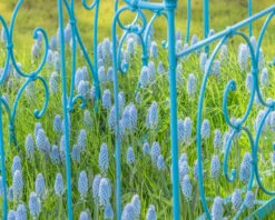 Muscari 'Valerie Finnis' 19 Muscari 'Valerie Finnis' -Beauty Flowers Shop muscari valerie finnis 4