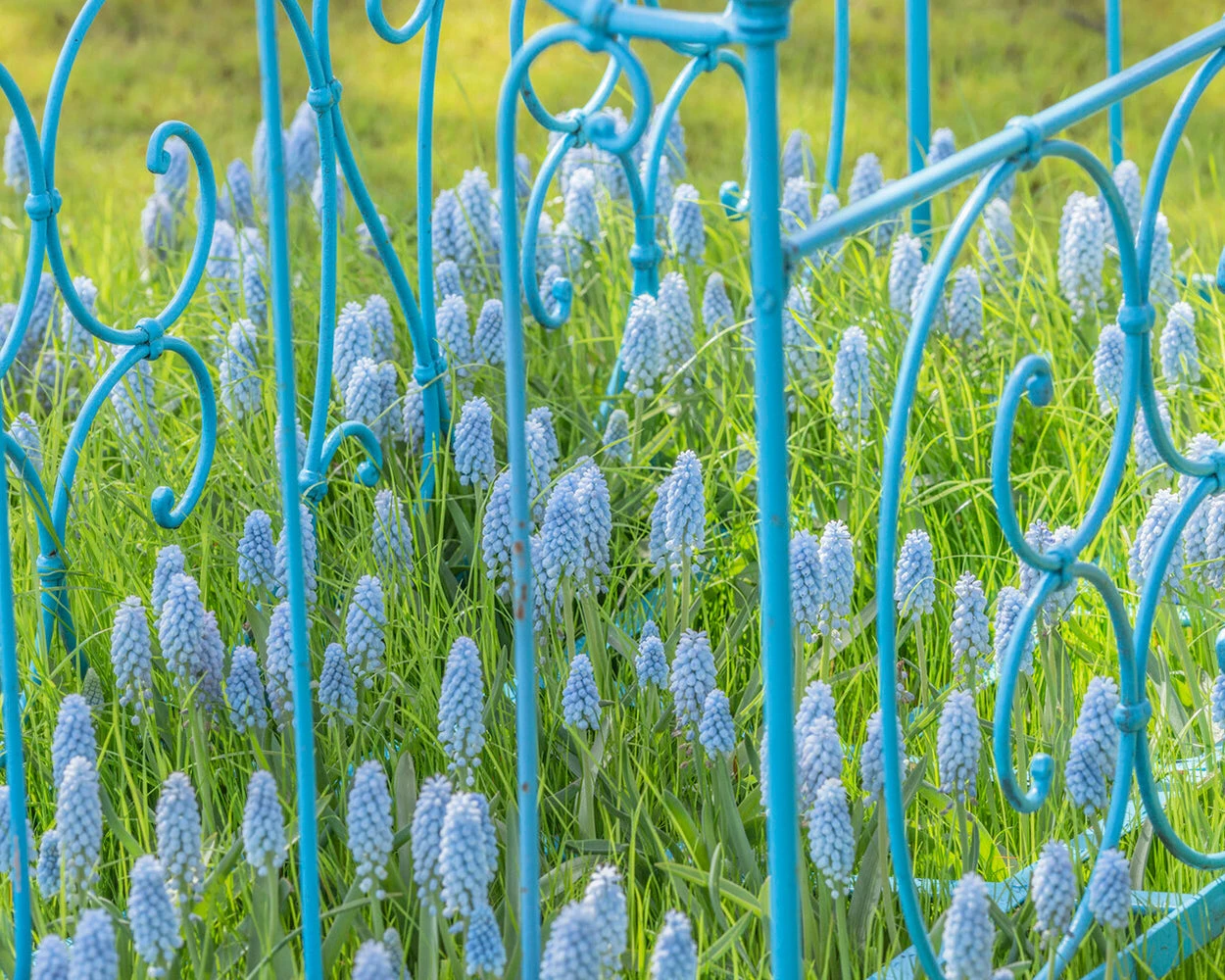 Muscari 'Valerie Finnis' 8 Muscari 'Valerie Finnis' - Image 6