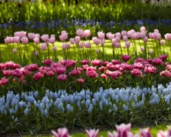 Muscari 'Valerie Finnis' 20 Muscari 'Valerie Finnis' -Beauty Flowers Shop muscari valerie finnis 5