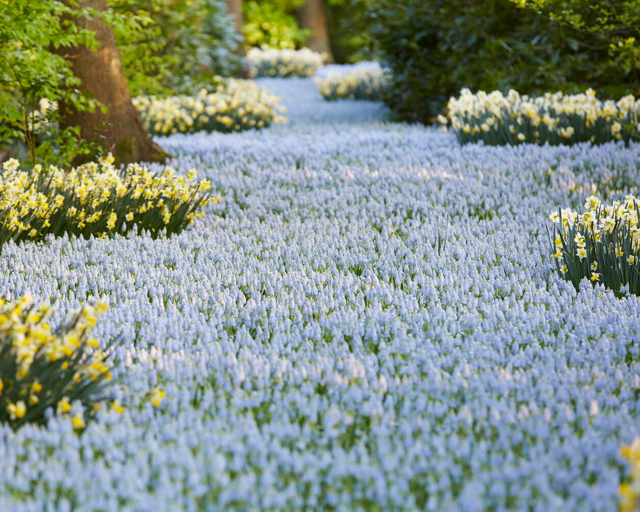Muscari 'Valerie Finnis' 10 Muscari 'Valerie Finnis' - Image 8