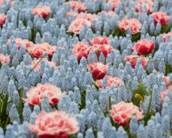 Muscari 'Valerie Finnis' 22 Muscari 'Valerie Finnis' -Beauty Flowers Shop muscari valerie finnis 7